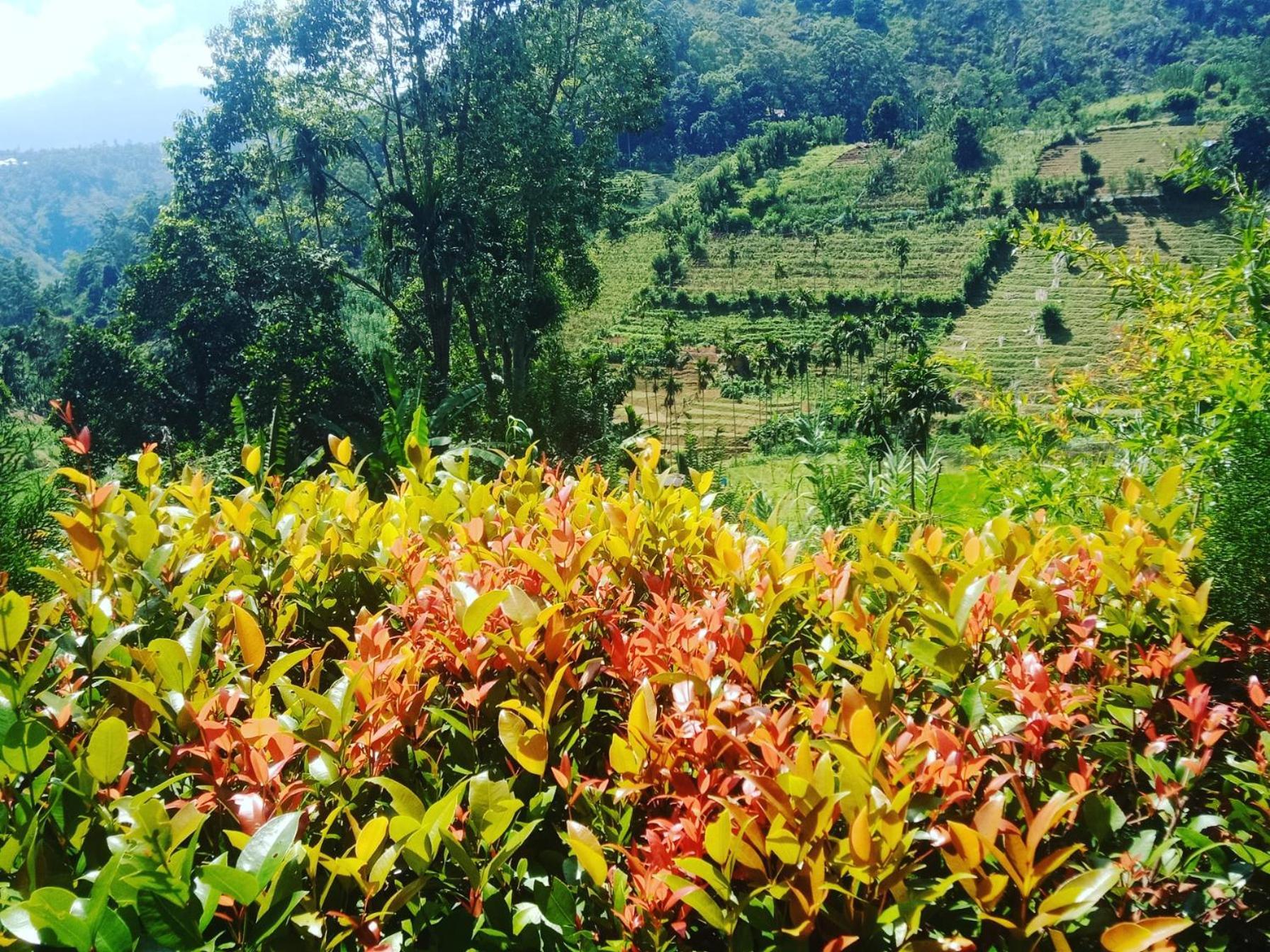 New Farmers Paradise Ella Habitación foto